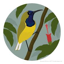 Cinnyris jugularis on wikimedia commons.wikimedia commons. Bird Studies May 1 2017 Olive Backed Sunbird Or