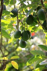 Comment Faire Pousser Un Avocatier En Utilisant Un Noyau D Avocat Jardin Et Balcon Maison Zenidees Faire Pousser Un Avocatier Avocatier Noyau Avocat