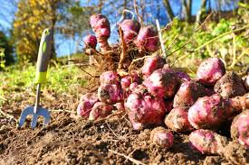 So it's in the i'd like to try adding some sage to the thyme bundle. How To Grow Jerusalem Artichokes And Sunchokes