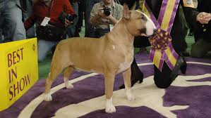 The westminster kennel club, america's oldest organization for purebred dogs, held its annual competitive dog show in new york beginning on feb. Gacwnks F Usam