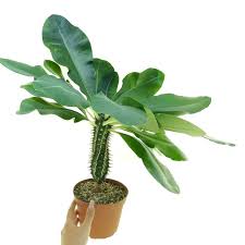 Image result for Euphorbia venteri