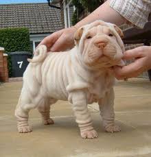 Top 10 Cutest Shar Pei Puppies Cute N Tiny Cute Animals Shar Pei Puppies Cute Dogs
