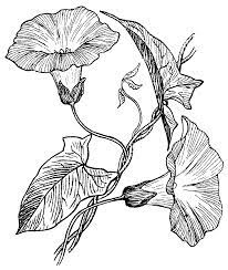 Morning Glory Psf Png 1350 1600 Vine Drawing Folk Art Flowers Flower Drawing