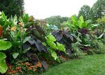 Types Of Elephant Ear Plants Bing Images Tropical Landscaping Tropical Garden Design Beautiful Gardens