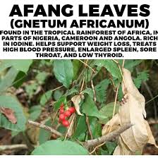 Image result for Gnetum africanum