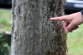 La processionnaire du pin (thaumetopoea pityocampa) est une espèce de lépidoptères (papillons) de la famille des notodontidae, surtout connue pour ses chenilles. Environnement Pays Haut Processionnaires Les Chenilles Ou Pas