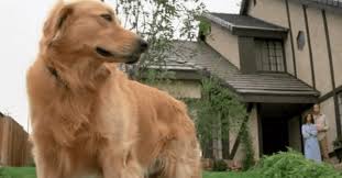 5 Scary Movies For Animal Lovers Hint The Dog Lives The Dogington Post Dog Life Scary Movies Animal Lover