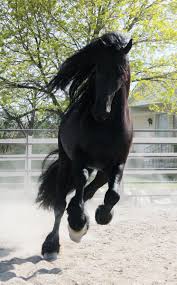 Friesians Are A Truly Magical Horses Pretty Horses Friesian Horse