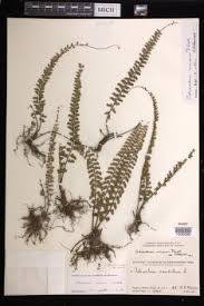 Image result for Adiantum incisum