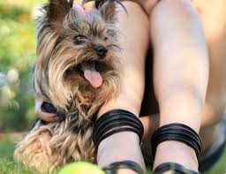 Maybe you would like to learn more about one of these? What Does Hypoallergenic Mean All Things Yorkies