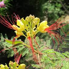 Image result for Erythrostemon