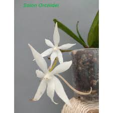 Image result for Aerangis kirkii