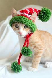 Elf Hat For Cats Cat Elf Hat Holiday Cat Hat Christmas Hat For Cats And Kittens Christmas Cat Ha Catsandkittens Christmas Cats Elf Cat Cat Holidays