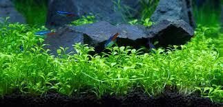 Monaco aquarium által készített kép erről: Micranthemum Monte Carlo 5cm Pot Sydney Discus World Aquariums P L