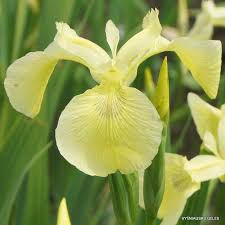 Image result for Iris pseudacorus