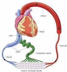 Pin On A Cardiovascular And Blood Board