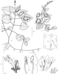 Image result for Justicia asystasioides