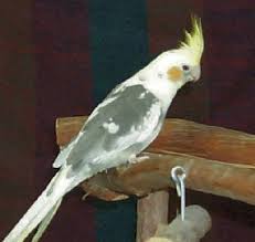 Pied Cockatiel Nymphicus Hollandicus Cockatiel Care And