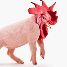 Funny Chicken Videos Facebook 4:35pm on dec 25, 2018. funny chicken videos facebook