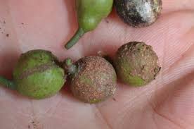 Image result for Strombosiopsis