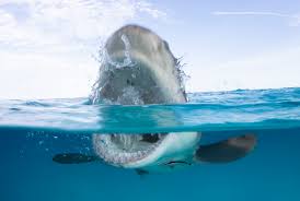 Give it a try to see if you can guess the right answers to this shark quiz. 9 Bite Sized Facts About Shark Week Mental Floss