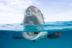Sink your teeth into this easy summertime project that'll make your pool party more fun and memorable. 9 Bite Sized Facts About Shark Week Mental Floss