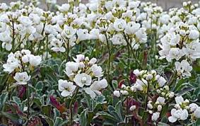 Image result for Arabis