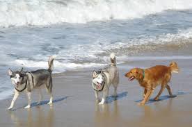 Dog beach is financially maintained 100% by donations. Huntington Dog Beach Huntington Beach Property Photographer Huntington Beach Hdr Photography Services Huntington Beach Invision Studio