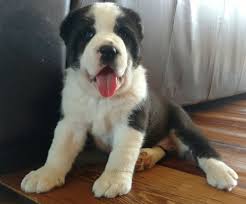@thealabai ⬅ #alabay #dog #pitbull #cats. Central Asian Shepherd Dog Breed All Information Dogs Breed Usa