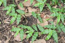 Image result for Oplismenus