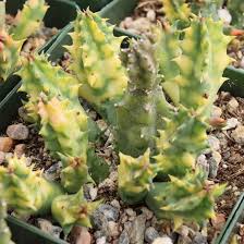 Image result for Huernia zebrina