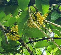 Image result for Uvaria afra