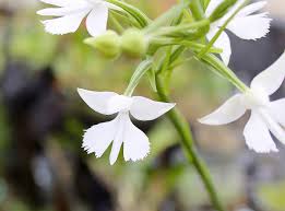 Image result for Habenaria laurentii