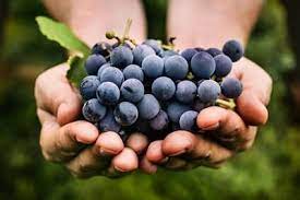 Can You Feed Hermit Crabs Grapes Hermit Crab Answers