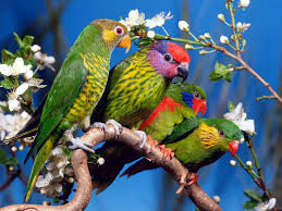 Love birds wallpapers wallpaper cave. Beautiful Love Birds Wallpapers Wallpaper Cave