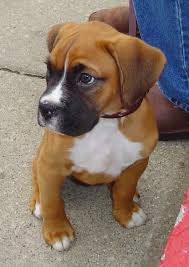 Check spelling or type a new query. My K 9 Breeds Info Appearance Of Miniature Boxer Hybrid Dog A Mix Of Boxer And Boston Terrier