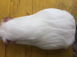 Wann ist der früheste zeitpunkt, wo man merken kann, dass man schwanger ist? Kann Dieses Meerschweinchen Schwanger Sein