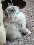 About Minks, Sepias, & Solid Ragdoll Cats | Ragdoll Blues