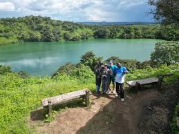 Image result for Tetracera alnifolia