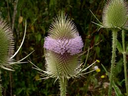 Image result for Dipsacaceae