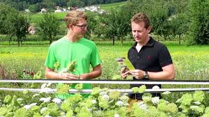 Voici quelques exemples de légumes que vous pouvez planter dès la fin de l'été pour vous assurer une récolte tout au long de l'hiver. Legumes D Hiver A Semer En Aout Youtube