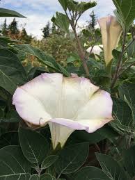 Image result for Datura