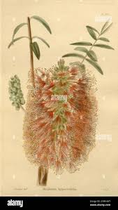 Image result for Melaleuca hypericifolia