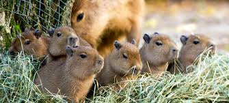 Ihr profi für exotische tiere in minfeld.sie möchten ein fotoshooting mit aufregenden, exotischen tieren machen oder sie suchen ein außergewöhnliche tiere f. Exotische Tiere Duda News