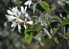 Image result for Amelanchier ovalis