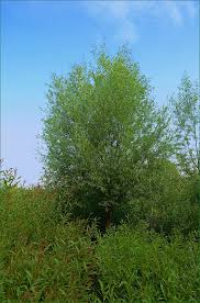 Image result for Kyllinga alba