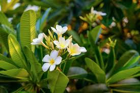 Check spelling or type a new query. Surprising Meaning And Symbolism Of Plumeria Flower You Should Know Florgeous