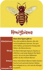 Die Honigbiene Kindergrafik Unterrichtsmaterial Im Fach Sachunterricht In 2020 Kinder Grafiken Honigbiene Kinder