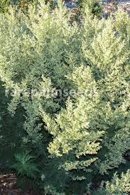 Image result for Artemisia afra