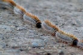 Image result for processions larver